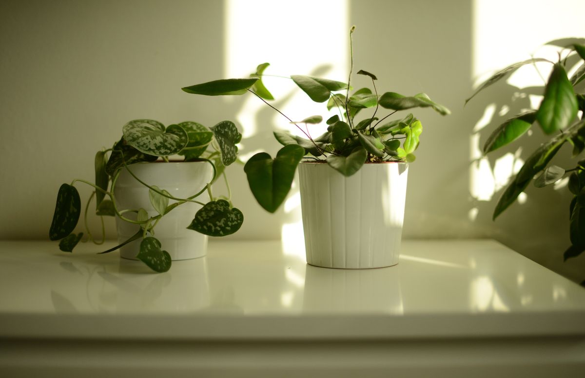 The Ultimate Guide to Pothos Plant Care: Tips for Thriving Indoor Greenery