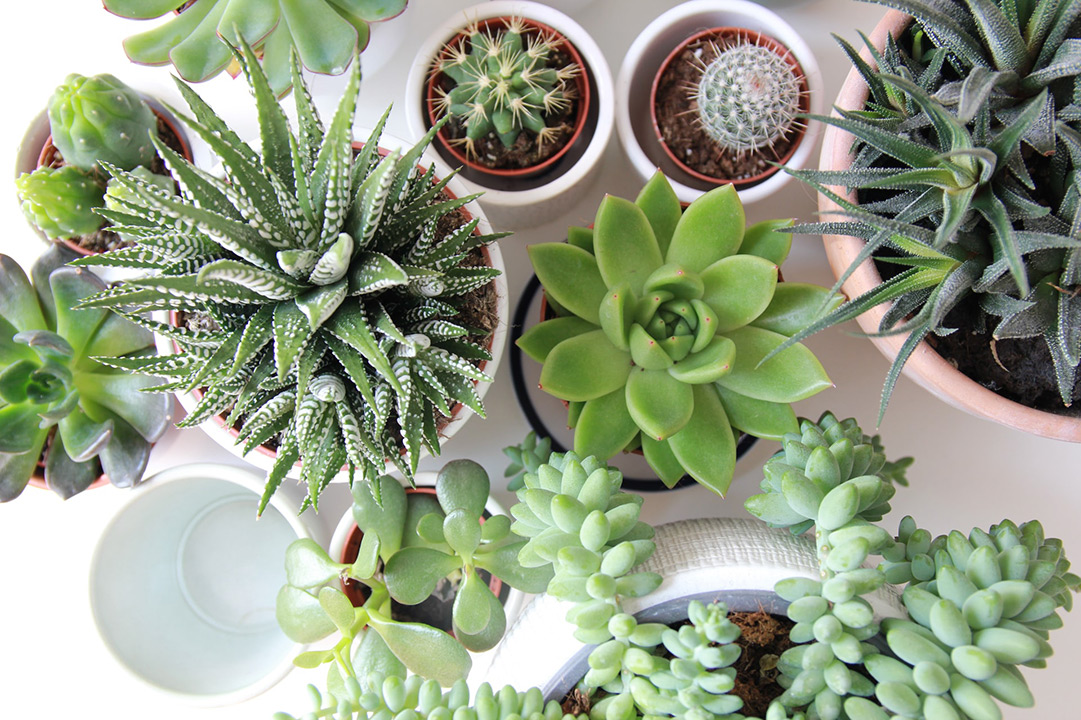 Plants in the apartment – what to do to get the best effect 