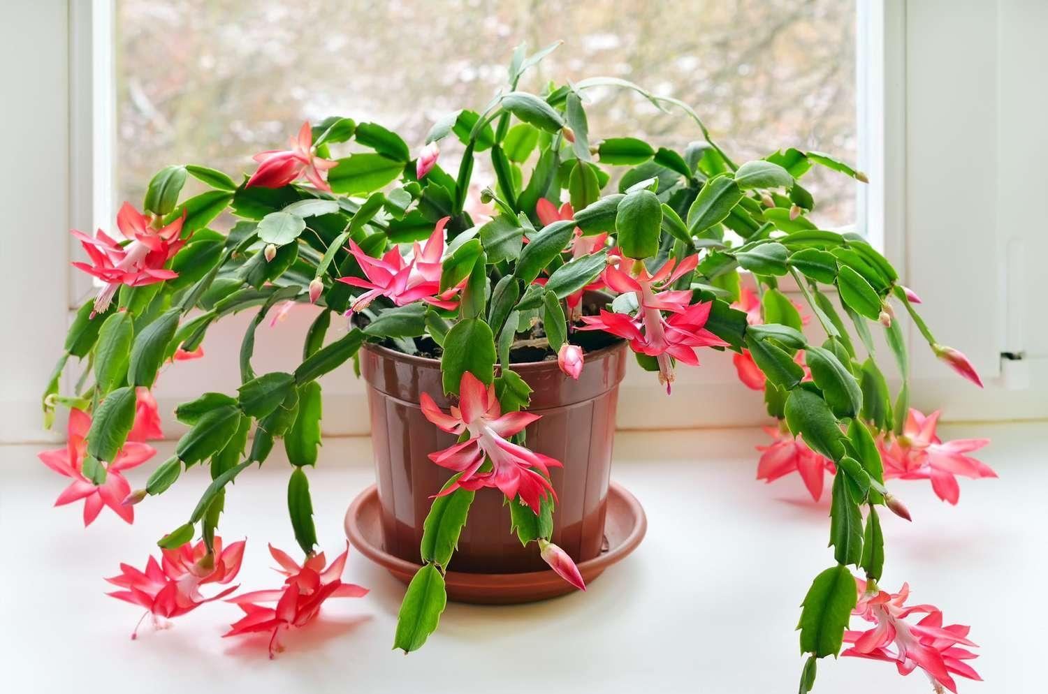 Essential Care Tips for Your Beautiful Christmas Cactus, the Blooming Treasure From Brazil!
